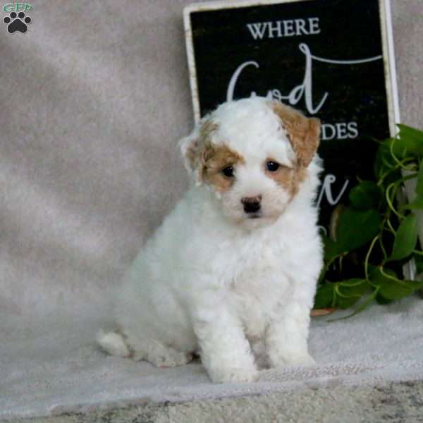 Harvey, Bich-Poo Puppy