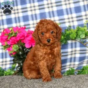 Harvey, Miniature Poodle Puppy