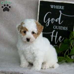 Harvey, Bich-Poo Puppy