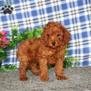 Harvey, Miniature Poodle Puppy
