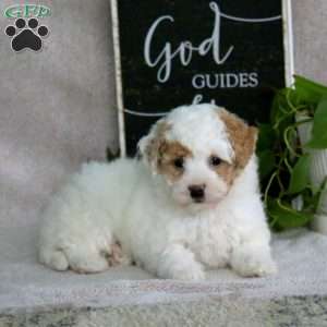 Harvey, Bich-Poo Puppy