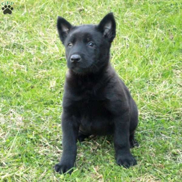 Hattie, Belgian Malinois Puppy