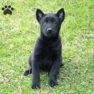 Hattie, Belgian Malinois Puppy