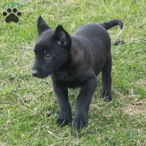 Hattie, Belgian Malinois Puppy