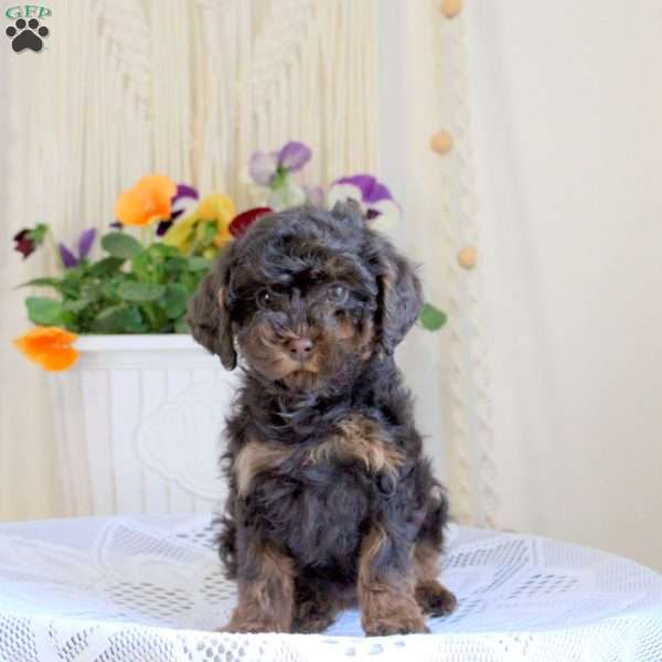Havanna, Toy Poodle Puppy