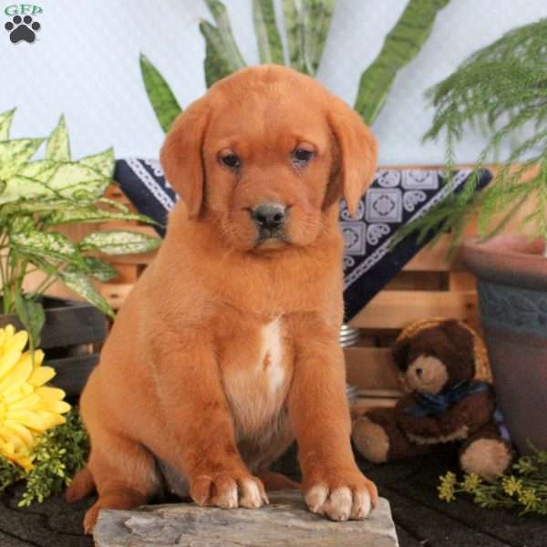 Haven, Fox Red Labrador Retriever Puppy