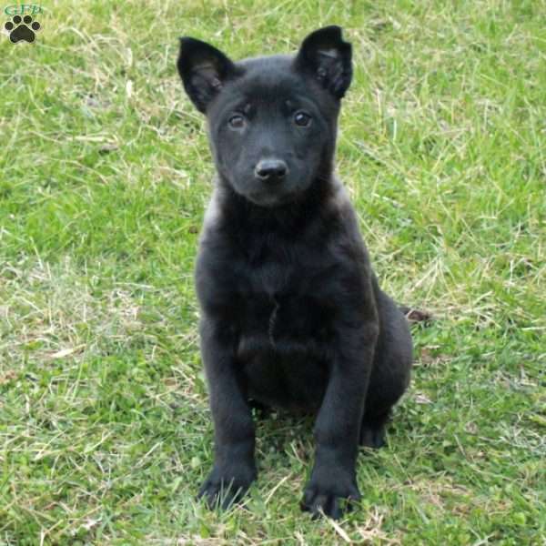 Haven, Belgian Malinois Puppy