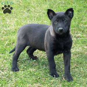 Haven, Belgian Malinois Puppy