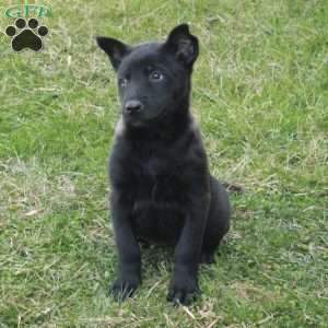Haven, Belgian Malinois Puppy