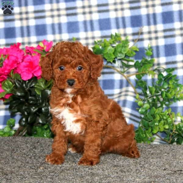 Haven, Miniature Poodle Puppy