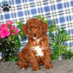 Haven, Miniature Poodle Puppy