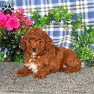 Haven, Miniature Poodle Puppy