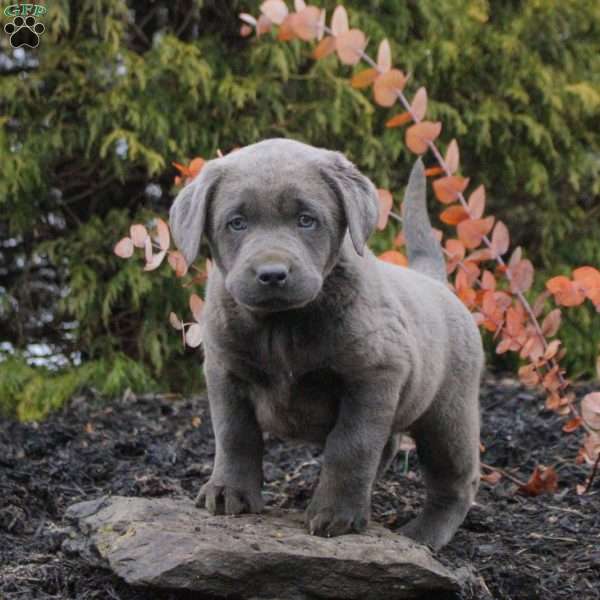 Hayes, Silver Labrador Retriever Puppy