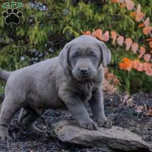 Hayes, Silver Labrador Retriever Puppy