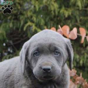 Hayes, Silver Labrador Retriever Puppy