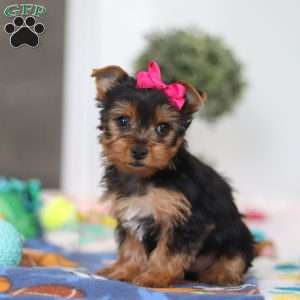 Hazel, Yorkie Puppy