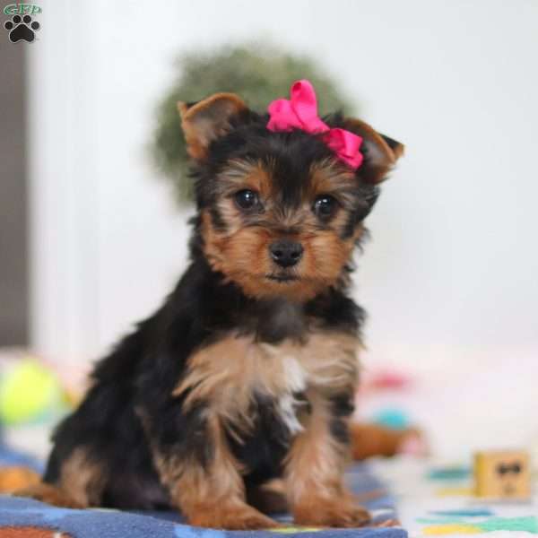Hazel, Yorkie Puppy