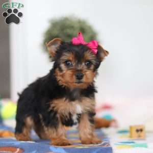 Hazel, Yorkie Puppy
