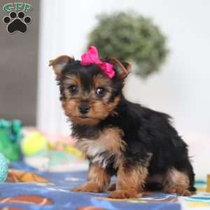 Hazel, Yorkie Puppy