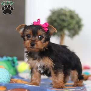 Hazel, Yorkie Puppy
