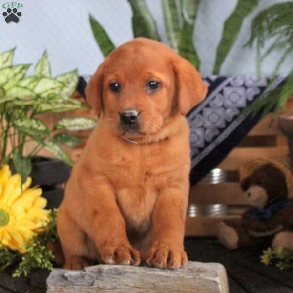 Hazel, Fox Red Labrador Retriever Puppy