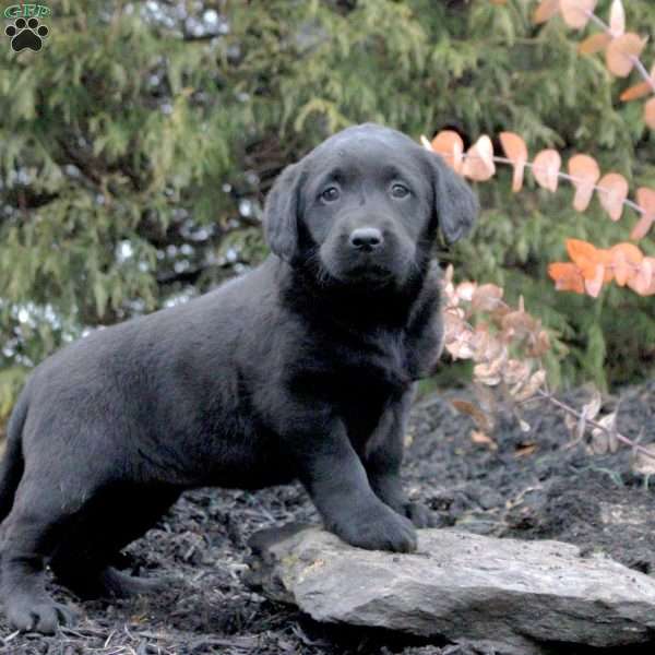 Hazel, Black Labrador Retriever Puppy