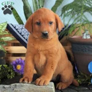 Hazel, Fox Red Labrador Retriever Puppy
