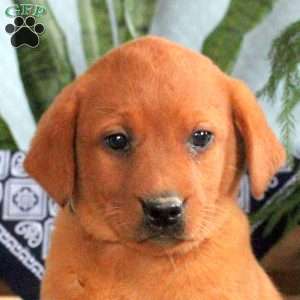 Hazel, Fox Red Labrador Retriever Puppy