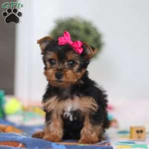 Hazel, Yorkie Puppy