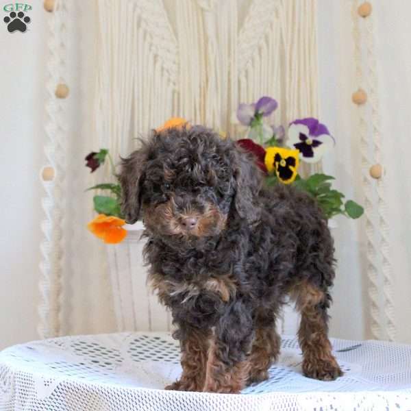 Heath, Toy Poodle Puppy