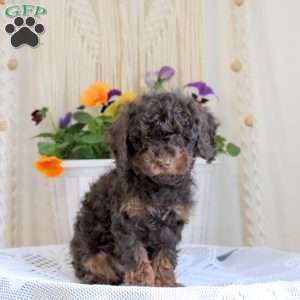 Heath, Toy Poodle Puppy