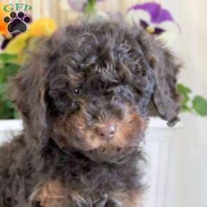 Heath, Toy Poodle Puppy