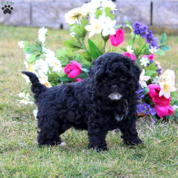 Heidi, Shih-Poo Puppy
