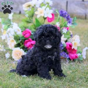 Heidi, Shih-Poo Puppy