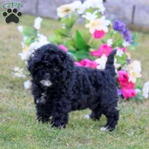 Heidi, Shih-Poo Puppy