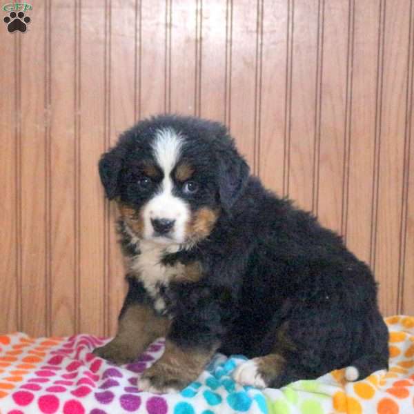 Helen, Bernese Mountain Dog Puppy