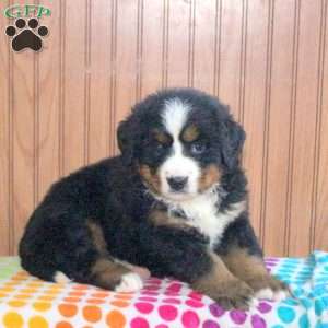 Helen, Bernese Mountain Dog Puppy