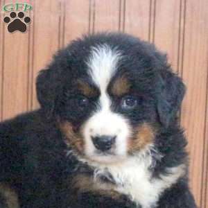 Helen, Bernese Mountain Dog Puppy