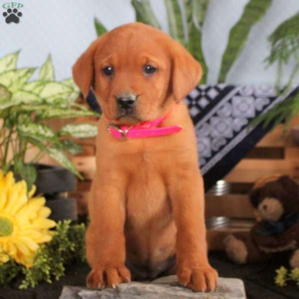 Helena, Fox Red Labrador Retriever Puppy