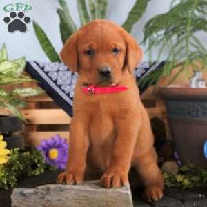 Helena, Fox Red Labrador Retriever Puppy
