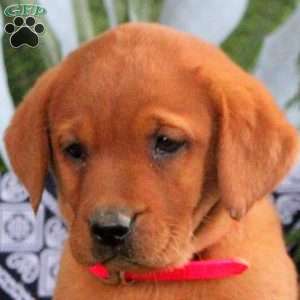Helena, Fox Red Labrador Retriever Puppy