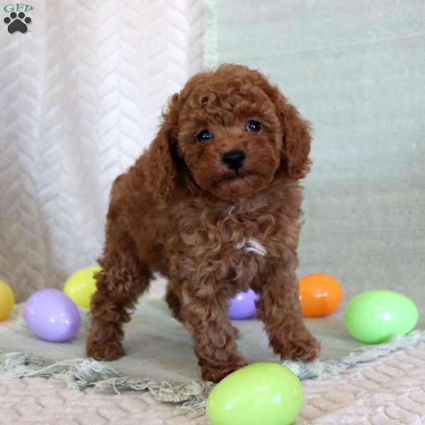 Herbie, Toy Poodle Puppy