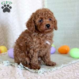 Herbie, Toy Poodle Puppy