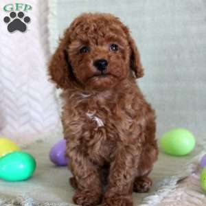 Herbie, Toy Poodle Puppy