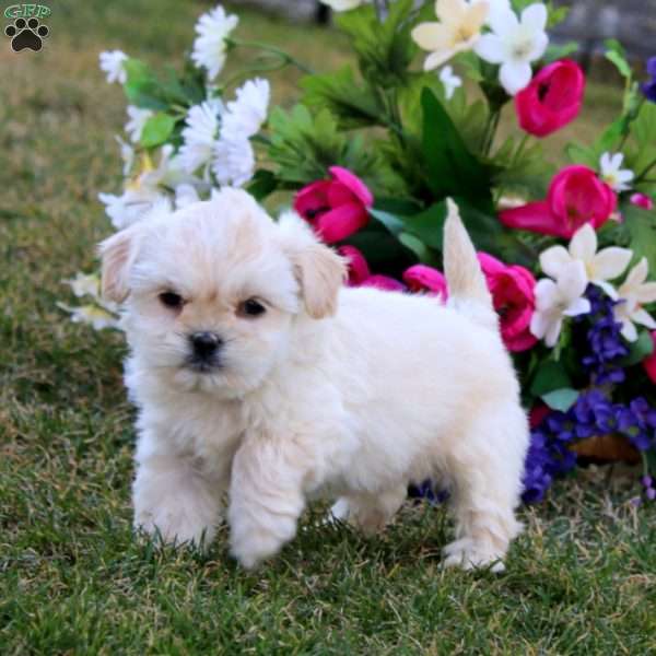 Hero, Shih-Poo Puppy