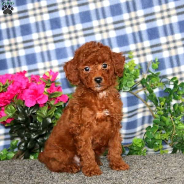 Hero, Miniature Poodle Puppy