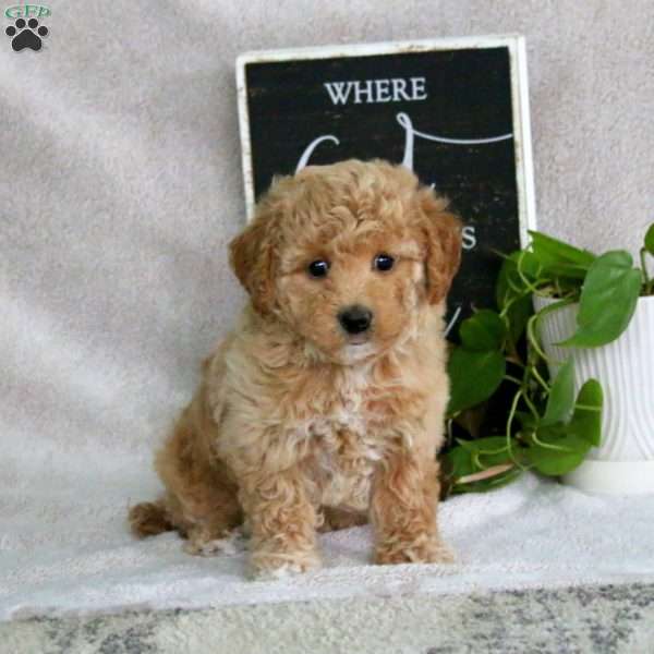 Hero, Bich-Poo Puppy