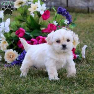 Hero, Shih-Poo Puppy