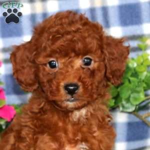 Hero, Miniature Poodle Puppy
