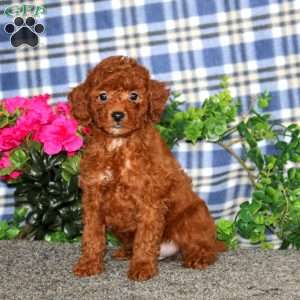 Hero, Miniature Poodle Puppy